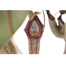 Kannenpflanze-Ampel FloraSelf Nepenthes 'Miranda' H 65-70 cm Ø 25 cm Topf-thumb-2