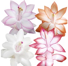 Blüten verschiedener Weihnachtskakteen