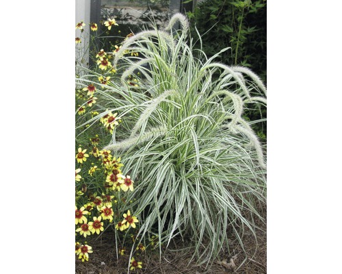 Buntes Lampenputzergras FloraSelf Pennisetum advena 'Skyrocket' H 10-50 cm Co 3 L Grasbüschel mit Blütenähren und gelben Blüten