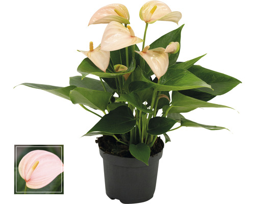 Flamingoblume/ Anthurie FloraSelf Anthurium andreanum 'Peach' H 25-30 cm Ø 9 cm Topf Anthurie Zimmerpflanze im Topf