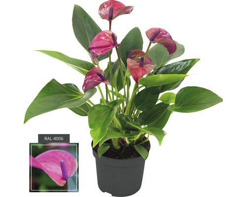 Flamingoblume/ Anthurie FloraSelf Anthurium andreanum 'Purple' H 25-30 cm Ø 9 cm Topf Anthurie im Topf mit Blüten