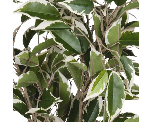 Detailaufnahme einer künstlichen Zimmerpflanze mit Blättern