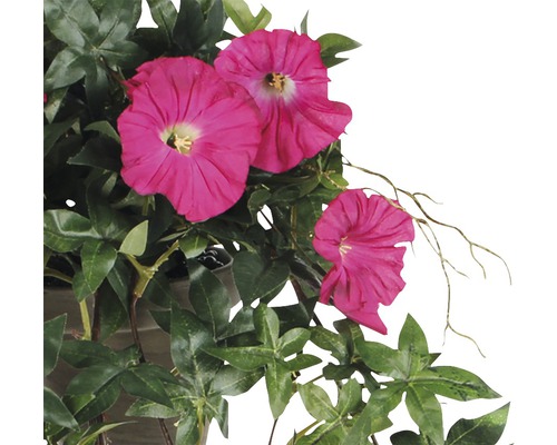 Kletterpflanze mit pinkfarbenen Blüten und grünen Blättern