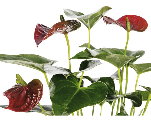Anthurie Zimmerpflanze mit grünen Blättern und roten Blüten