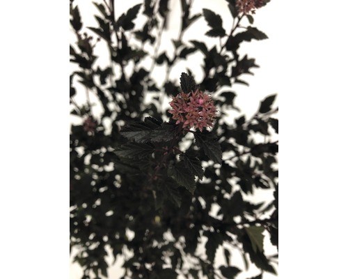 Blütenstand einer Blasenspiere mit dunklen Blättern