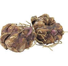 FloraSelf Blumenzwiebel Lilien Asiatic 'Mapira' 2 Stk