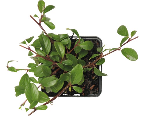 Zwergmispel in einem Topf von oben