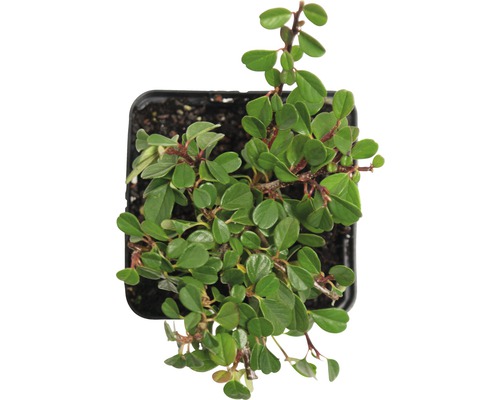 Zimmerpflanze mit grünen Blättern im Topf