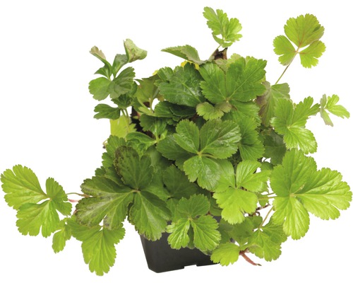 Frauenmantel Pflanze im Topf