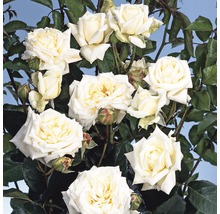 Kletterrose in Sorten H 60-80 cm Co 5 L weiß, creme