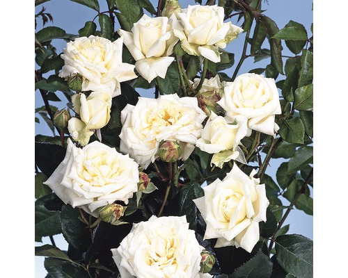 Weiße Beetrose mit grünen Blättern