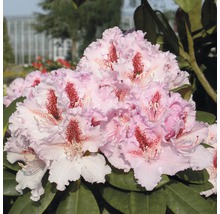 Nahaufnahme einer Rhododendronblüte