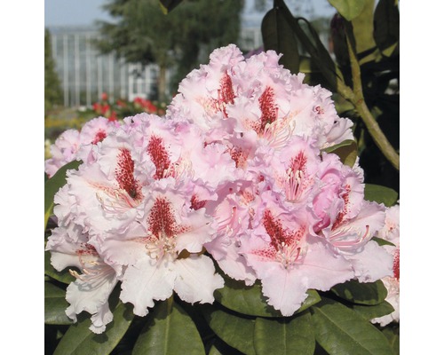 Nahaufnahme einer Rhododendronblüte