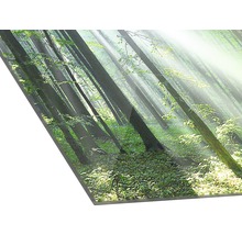 Acrylglasbild mit Waldmotiv und Sonnenlicht