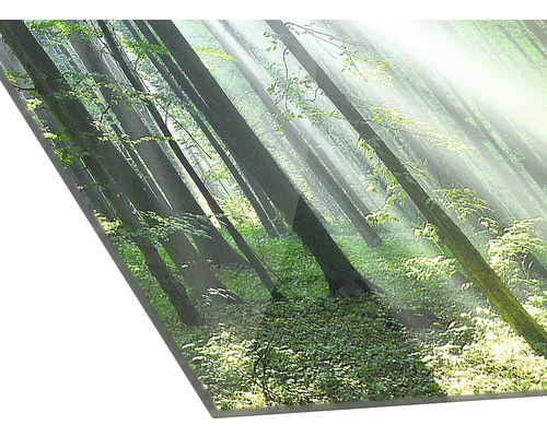Acrylglasbild mit Waldmotiv und Sonnenlicht