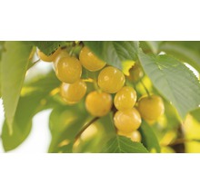 Bio Gelbe Süßkirsche FloraSelf Bio Prunus avium 'Dönissens Gelbe Knorpelkirsche' Stammhöhe ca. 60 cm Gesamthöhe 130-150 cm Co 7,5 L Busch