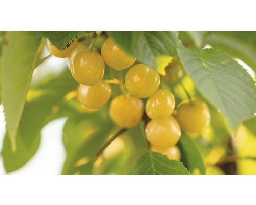 Bio Gelbe Süßkirsche FloraSelf Bio Prunus avium 'Dönissens Gelbe Knorpelkirsche' H 120-150 cm Co 7,5 L