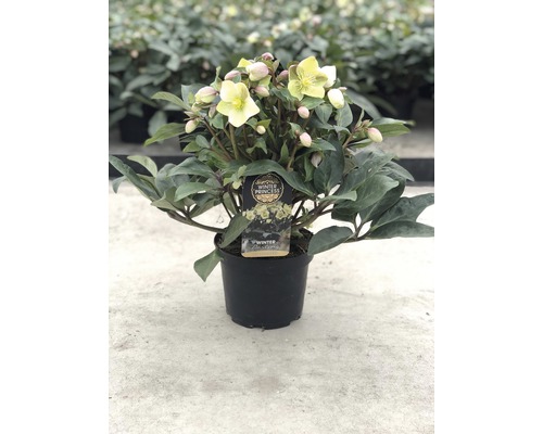 Helleborus Topfpflanze mit gelben Blüten und grünen Blättern
