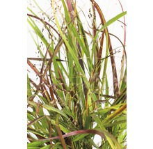 Rutenhirse FloraSelf Panicum virgatum 'Cheyenne Sky' H 20-80 cm Co 6 L-thumb-0