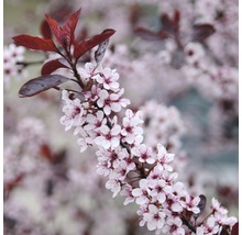 Zwerg-Blutpflaume FloraSelf Prunus cistena H 100-125 cm Co 10 L