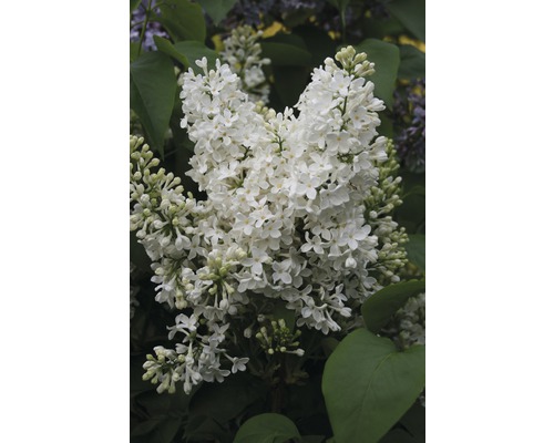 Edelflieder FloraSelf Syringa vulgaris 'Mme Florent Stepman' H 60-80 cm Co 10 L