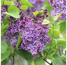 Nahaufnahme einer lila Fliederblüte mit grünen Blättern.