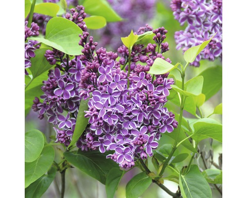 Nahaufnahme einer lila Fliederblüte mit grünen Blättern.