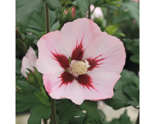 Garteneibisch Halbstamm FloraSelf Hibiscus syriacus 'Hamabo' Stamm ca. 40 cm gesamt H 60-80 cm Co 6 L