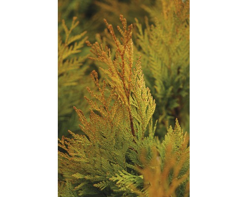 gelber Riesenlebensbaum Botanico Thuja plicata '4ever' GOLDY® H 40-50 cm Co 3,7 L Nahaufnahme einer Thuja Pflanze