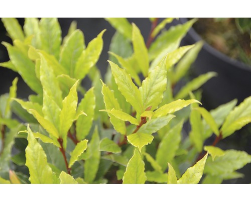 Immergrüner Kirschlorbeer mit Blättern