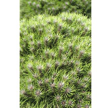 Zwerg-Schwarzkiefer Botanico Pinus nigra 'Marie Bregeon' H 40-50 cm Co 10 L
