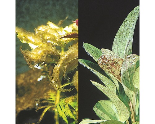 Vergleich von Aquarienpflanzen mit und ohne Algenbefall