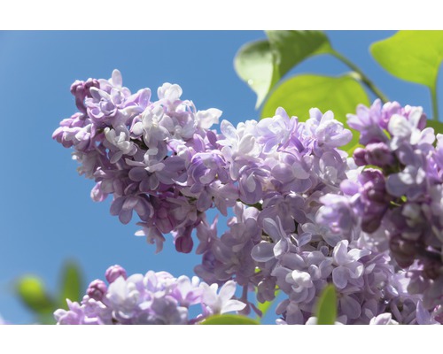 Edelflieder FloraSelf Syringa vulgaris 'Beauty of Moscow' H 60-80 cm Co 10 L Nahaufnahme einer blühenden Fliederpflanze im Garten.