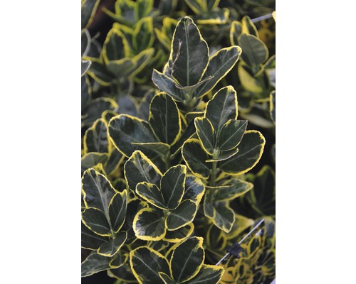 Immergrüner Spindelstrauch mit Blättern