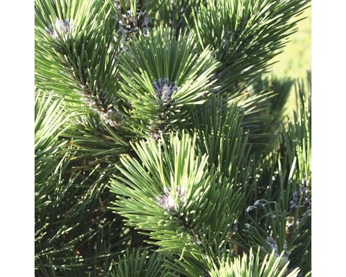 japanische Schwarzkiefer Botanico Pinus thunbergii 'Thunderhead' H 50-60 cm Co 10 L Nahaufnahme von Kiefernnadeln