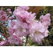 Nelkenkirsche FloraSelf Prunus serrulata 'Kanzan' H 150-175 cm Co 18 L