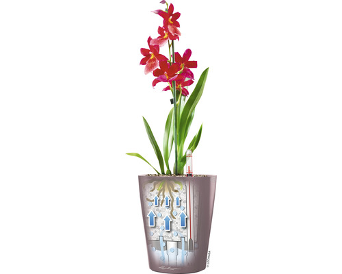 Orchidee im Topf mit Bewässerungssystem