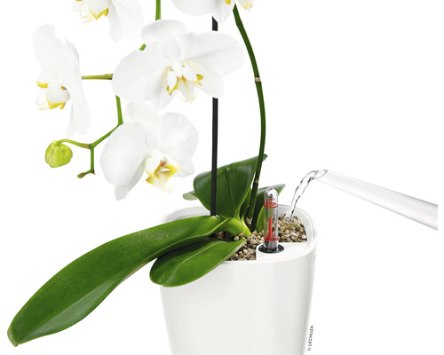 Orchidee in einem weißen Blumentopf mit Bewässerungssystem wird gegossen
