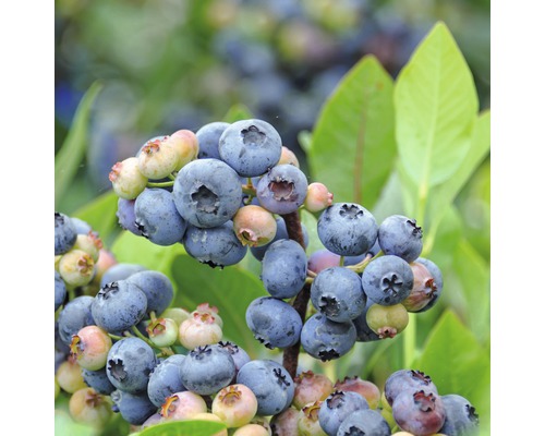 Bio Heidelbeere FloraSelf Bio Vaccinium corymbosum 'Goldtraube' H 30-40 cm Co 3,4 L Nahaufnahme von Blaubeeren am Strauch