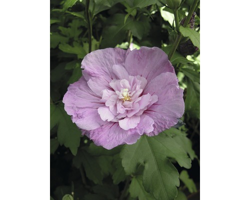 Garteneibisch FloraSelf Hibiscus syriacus 'Lavender Chiffon' ® H 50-60 cm Co 4,5 L