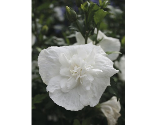 Garteneibisch FloraSelf Hibiscus syriacus 'White Chiffon' H 50-60 cm Co 4,5 L halbgefüllte Blüten