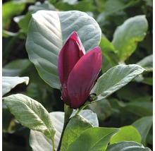 Magnolie FloraSelf Magnolia 'Oriental Night' H 100-125 cm Co 10 L