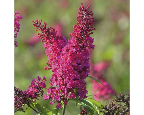 Sommerflieder FloraSelf Buddleja davidii 'Prince Charming' ® H ca. 40 cm Co 4,5 L Schmetterlingsflieder mit Blüten