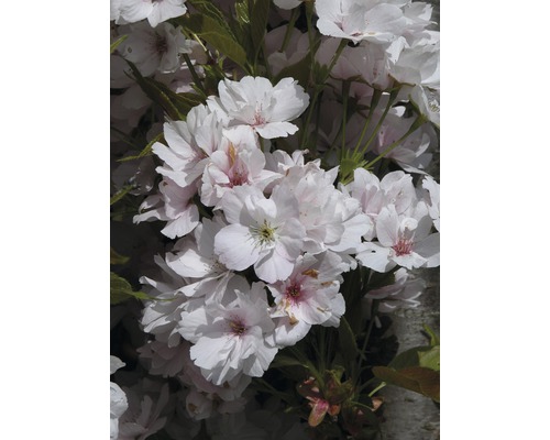 Säulen-Zierkirsche FloraSelf Prunus serrulata 'Amanogawa' H 150-175 cm Co 18 L Nahaufnahme von Kirschblüten mit weißen Blütenblättern
