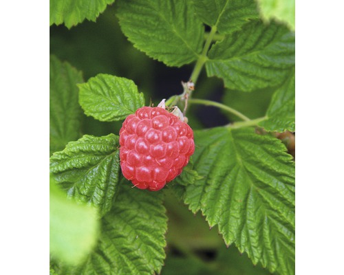 Himbeere BrazelBerry ® 'Raspberry Shortcake' ® H 25-30 cm Co 4,5 L stachellos und ohne Ausläufer