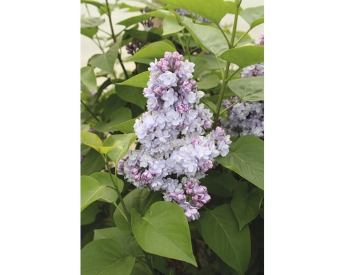 Edelflieder FloraSelf Syringa vulgaris 'Belle de Nancy' H 40-60 cm Co 3 L, duftende Blüte Edelflieder FloraSelf Syringa vulgaris 'Belle de Nancy' H 40-60 cm Co 3 L, duftende Blüte