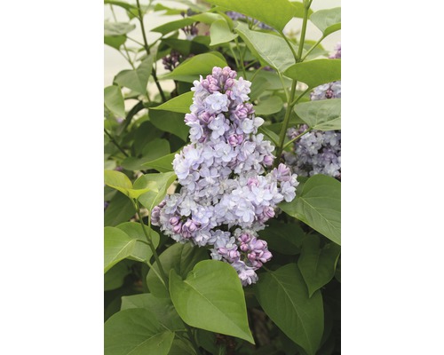 Edelflieder FloraSelf Syringa vulgaris 'Belle de Nancy' H 40-60 cm Co 3 L