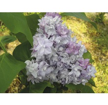 Edelflieder FloraSelf Syringa vulgaris 'Katherine Havemeyer' H 40-60 cm Co 3 L, duftende Blüte