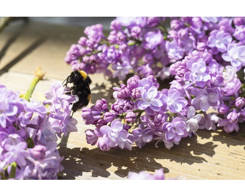 Edelflieder FloraSelf Syringa vulgaris 'Nadezhda' H 40-60 cm Co 3 L