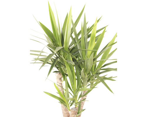 Yucca-Palme Zimmerpflanze mit langen, spitzen Blättern